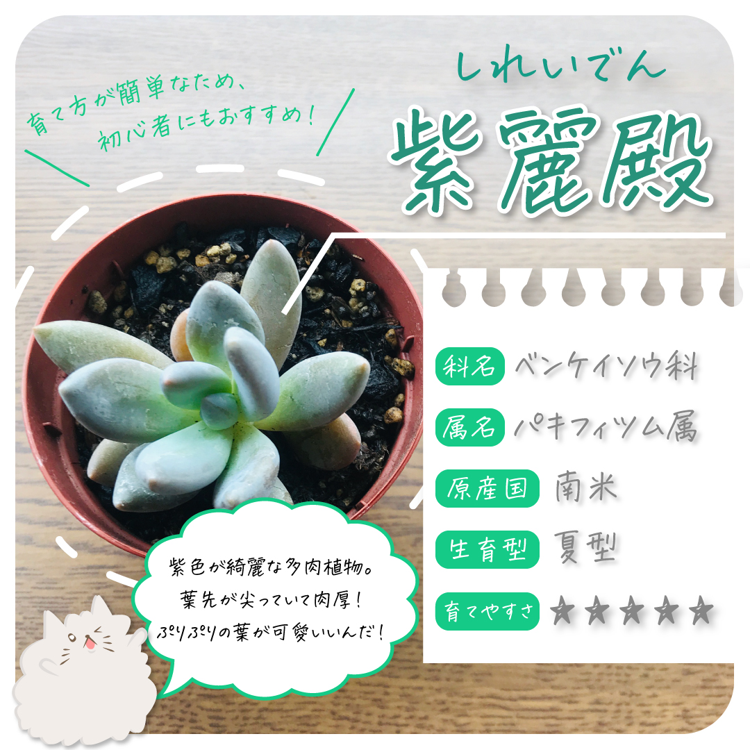 多肉植物 大苗 紫麗殿 【SALE／96%OFF】 - 観葉植物