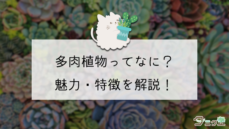 多肉植物とは 初心者にもわかりやすく魅力 特徴を徹底解説 タニクエ